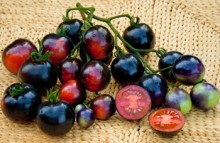 bannerImage1