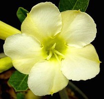 bannerImage1