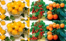 bannerImage3