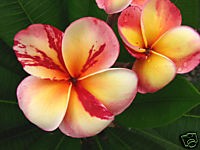 bannerImage2