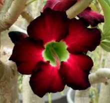 bannerImage3