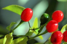 bannerImage3