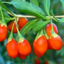 bannerImage1