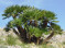 Chamaerops humilis