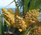 Chamaerops humilis - květ