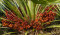 Chamaerops humilis - plod