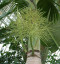 Hyophorbe lagenicaulis - lahvová palma