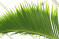Hyophorbe lagenicaulis - lahvová palma