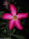 Kvetoucí Adenium Obesum 001