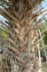 Palma Sabal palmetto