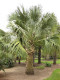 Palma Sabal palmetto