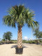 Palma Sabal palmetto