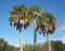 Palma Sabal palmetto
