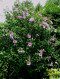 Hibiscus Syriacus L - Ibišek syrský