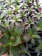 Agave horrida subsp. horrida 'Mexcalmetl'