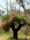 Xanthorrhoea preissii