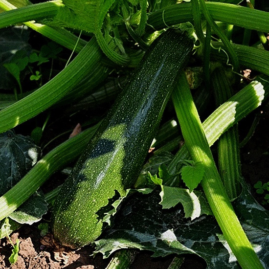 Cuketa Jigonal (cukety Jigonál, Cuketa Jigonál) Cuketa Jigonal