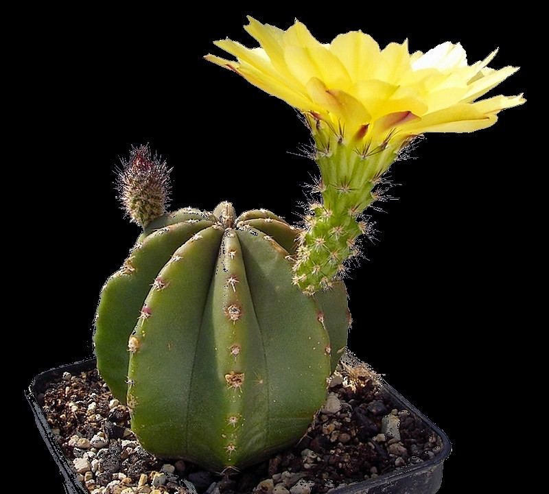Kaktus Echinocereus subinermis var. luteus 93/1990 Balení obsahuje ...