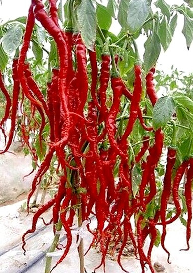thumbnail image 2 of Thunder Mountain Longhorn Pepper Seeds - Heirloom Chili, Sustainably Grown In Australia (10 Seeds) 2 of 13