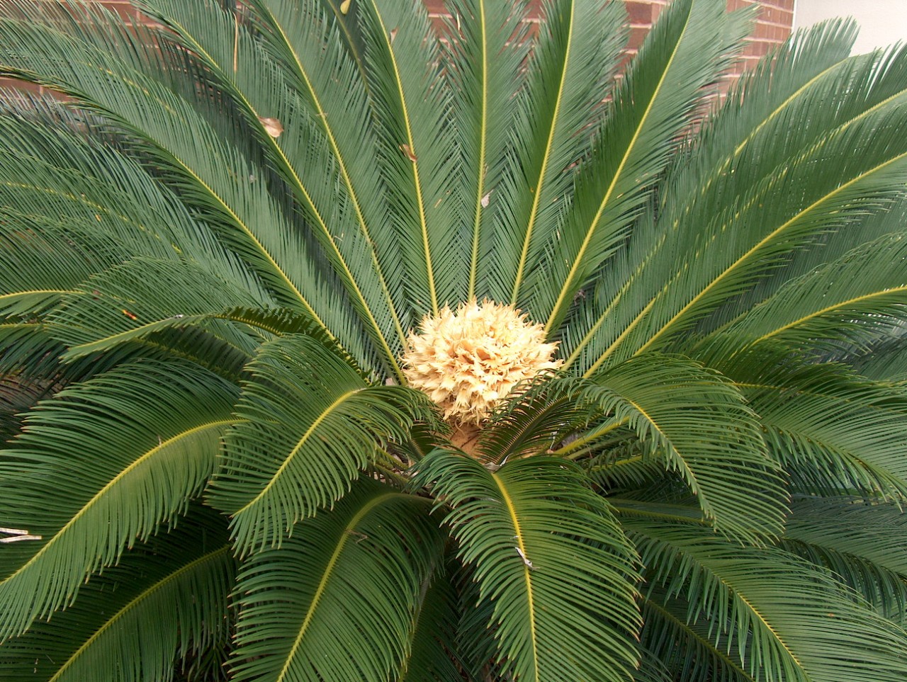 ♣ 10 Semen Cycas Revoluta Cykas Japonský Zvýhodněná Nabídka Neo Seeds