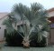 Palma Bismarckia Nobilis Silver 
