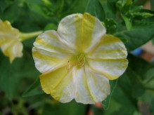 Mirabilis Jalapa Nocenka bíložlutá