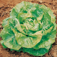 Trocadero La Preferita