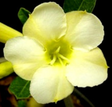 Adenium obesum 'white cream'