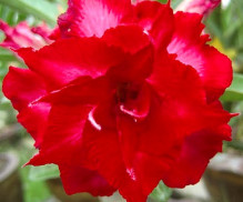 Adenium obesum 'mon north'