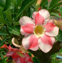 Adenium obesum 'beauty cloud'