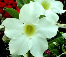 Adenium obesum 'asian star'