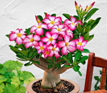 Adenium obesum 'pink'