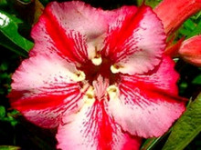 Adenium obesum 'romantic'