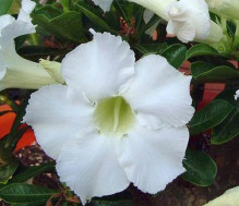 Adenium obesum 'spindrift'