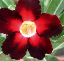 Adenium obesum 'apollo'