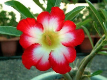 Adenium obesum 'moonlight fairy'