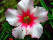 Adenium obesum 'morning glory'