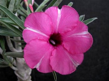 Adenium obesum 'diamond ring'