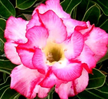 Adenium obesum 'double lilliput'