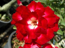 Adenium obesum 'aeksiam'