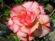 Adenium obesum 'petsayrung'