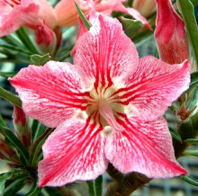 Adenium obesum 'star of hope'