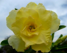 Adenium obesum 'happy'