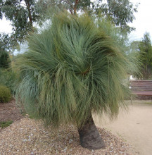 Trávový strom Xanthorrhoea Australis