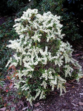 Pieris Japonica