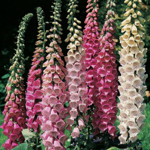 Digitalis Grandiflora - Náprstník směs barev Excelsior Hybrids