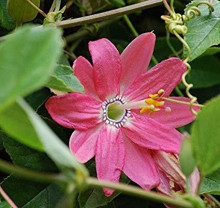 Passiflora mollissima - Mučenka banánová