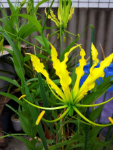 Gloriosa superba Lutea