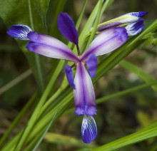 Iris trávovitý - Iris Graminea