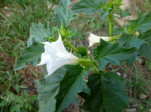 Datura Stramonium - Durman obecný